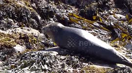 Seal basking in the sun at Clachtoll