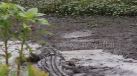 Huge alligator catches baby alligator and eats it