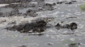 huge alligator eats baby alligator