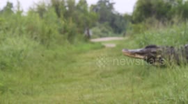 Huge Alligator crosses nature trail