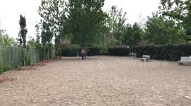 Massive Gathering of Pupating Tent Caterpillars (Montreal, Quebec)