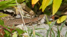 Lizard with snail