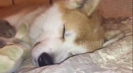 Sweet dreams