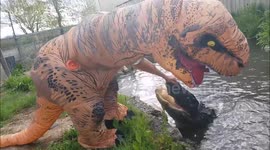 'Movie star' alligator vs man in T-rex costume