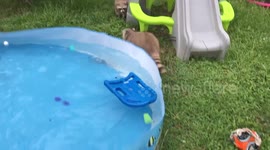 Raccoons can't surf
