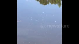 Do Bass eat Spiders? (shocking)