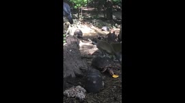 Monkey climbs on a tortoise during feeding time