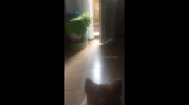 Crazy rabbit