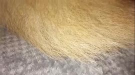 Foot issue