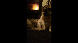 Pugandcat and the fireplace