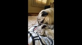 Pugandcat being lovely ish
