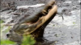 Huge alligator chases and then eats smaller alligator