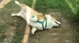 Just a corgi rolling on the grass