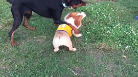 Long leg vs short leg-dog play