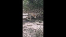 Mama Leopard and her cubs stop for a drink