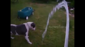 Pit Bull hates the garden hose
