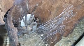 Huntsman spider making an egg sac