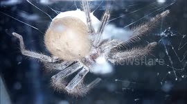 Massive Huntsman spider making egg sac (extreme closeup)