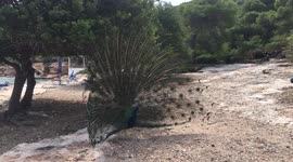 Peacock with open wings