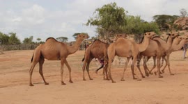 Camels at cattle market in Merlle, Kenya