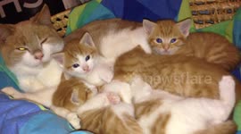 Uncle Marley Babysits Kittens