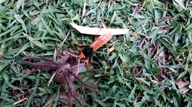 Giant wasp attacks even larger huntsman spider