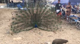 Male peacock trying to seduce a female