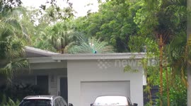 Wild Peacocks