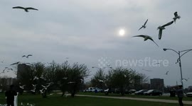 Feeding seagulls