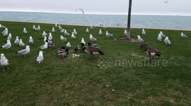 Bird Feeding