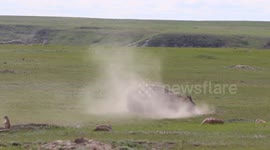 Bison Scratching that Itch