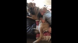 A dog and a boy.