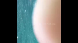 Whale Sharks in the Philippines