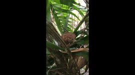 Worlds Smallest Primate