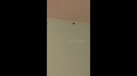 house spider struggling to walk on wall