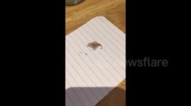Couple finds worm in supermarket fish
