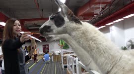 Weird and wonderful pets on show in Thailand