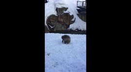 Snow Monkeys