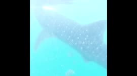 Whaleshark encounter