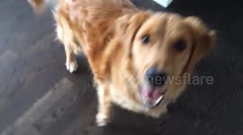 Buddy does The Floor Is Lava