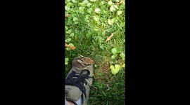 Cute baby bunny sits on my foot!