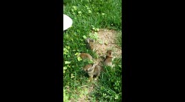 Holding a baby bunny found outdoors!