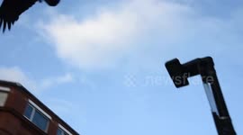 Bird Attack In Borough