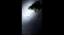 Toads and frogs galore!