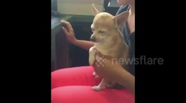 Dog won't let owner stop petting it