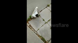 Woman finds tarantula inside her shoe
