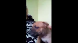 Staff puppy
