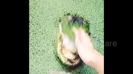 This is why you should never tease an alligator