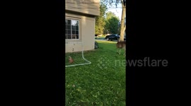 Man rescues newborn deer stuck in football net