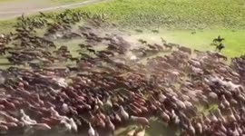 Annual horse herding festival in northern China